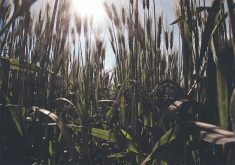 Looking upward from the ground through a crop of green durum wheat plants.