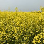A bright yellow field of canola in full bloom.