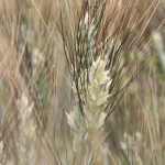 A close-up of the head of a durum wheat plant.