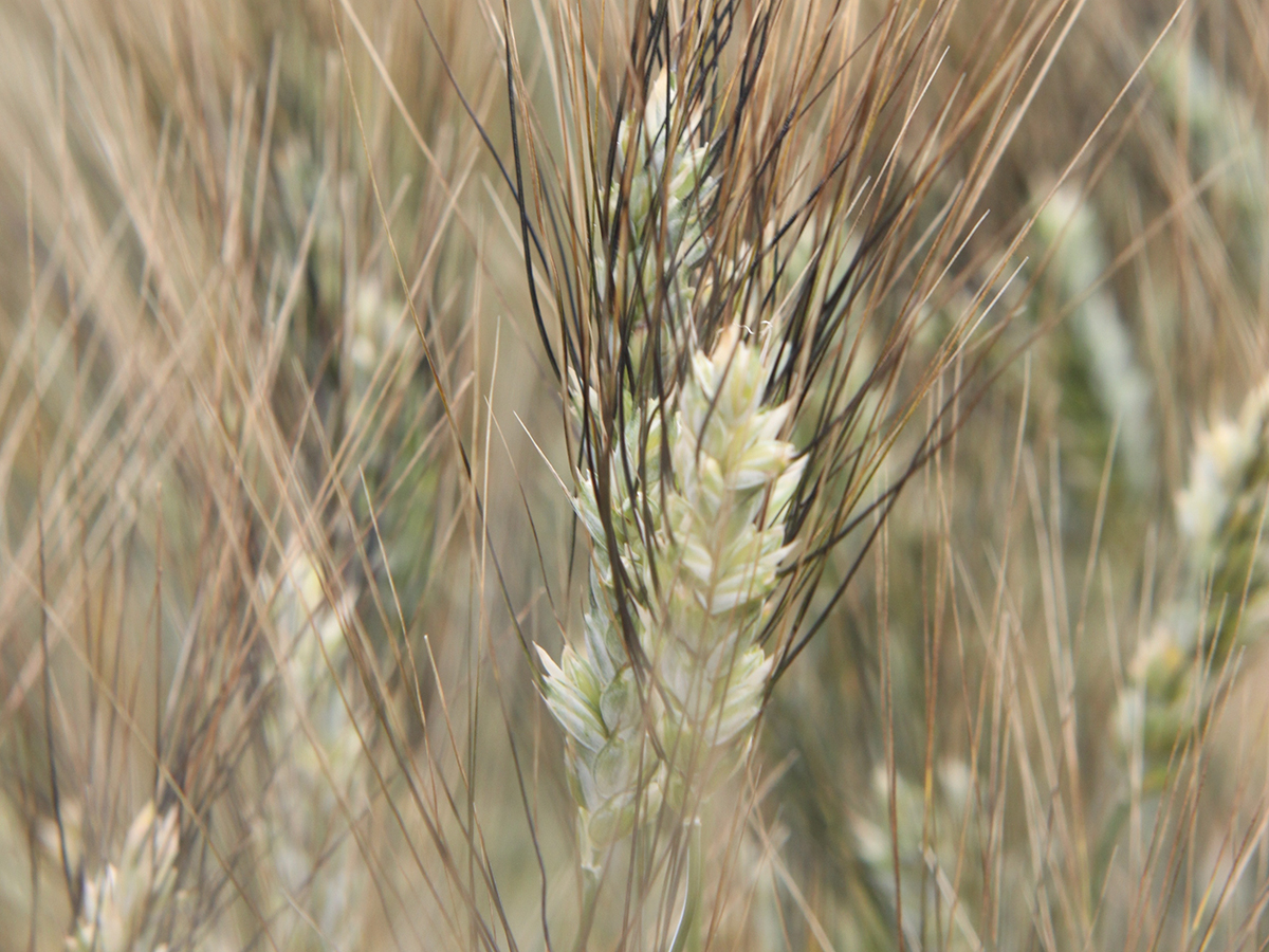 A close-up of the head of a durum wheat plant.