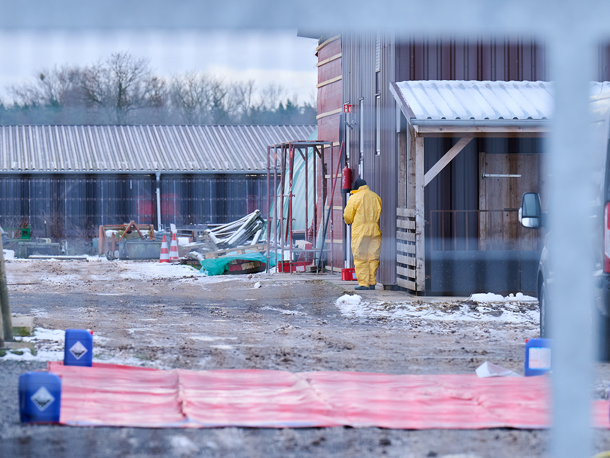 A person in protective clothing puts on a cap while standing between stables on a farm in Mehrow. As a precautionary measure against the possible spread of foot-and-mouth disease, around 200 pigs are to be killed this morning in the Barnim district of Brandenburg.