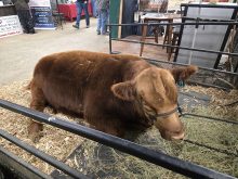A calf is tied in a stall at an ag show.