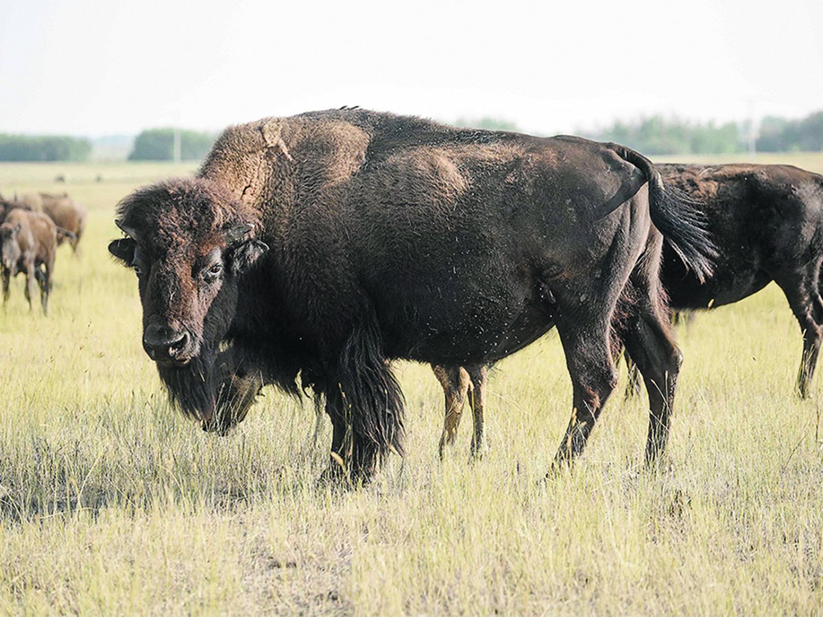 A bison stands sideways with its head turned and facing the camera. Others mull about in a pasture behind it.