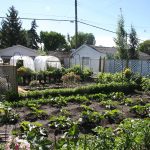 A garden in a backyard in the city.
