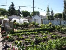 A garden in a backyard in the city.