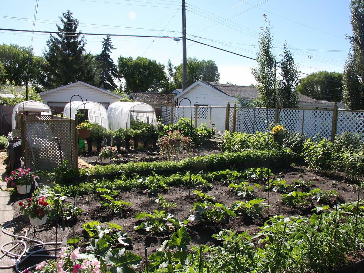 A garden in a backyard in the city.