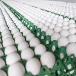 Hundreds of dozens of white eggs sit on green trays at an egg processing plant.