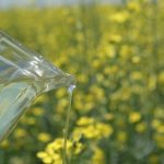 Canola oil is being poured from a pitcher with a blooming canola field in the background.