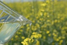 Canola oil is being poured from a pitcher with a blooming canola field in the background.