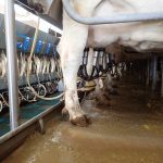 Low-level shot of the legs of dairy cattle being milked in a parlour.