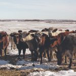 A small group of cattle gather together in a snowy pasture on a sunny day.