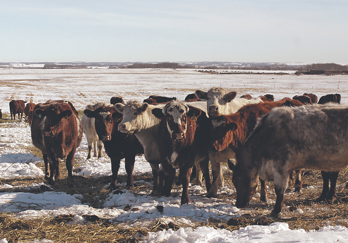 A small group of cattle gather together in a snowy pasture on a sunny day.