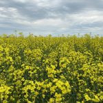 Crop market depression starts to lighten, except canola