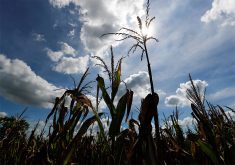 The tops of some mature corn plants silhouetted against the sky and sun in the background.