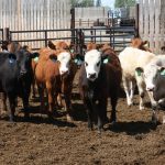 Cattle in a pen look warily at the camera.
