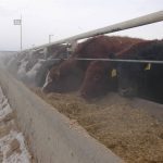 Cattle eating hay from a concrete bunk in a feedlot.