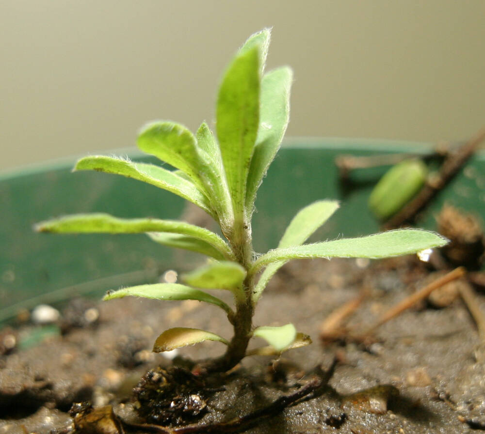 Herbicide resistant weeds cost farmers money