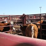 Beef analysts fight tariff murk on fate of the cattle market
