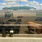 Cattle eating out of a concrete bunk in a feedlot pen.