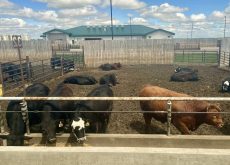Cattle eating out of a concrete bunk in a feedlot pen.