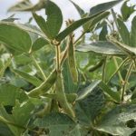 Green soybeans hang on a plant.