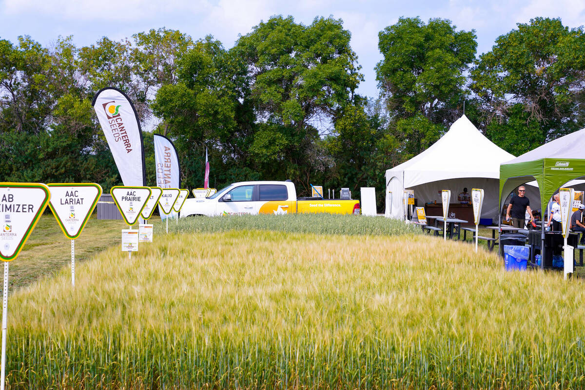 Crop plots at the Ag in Motion farm show near Langham, Sask.