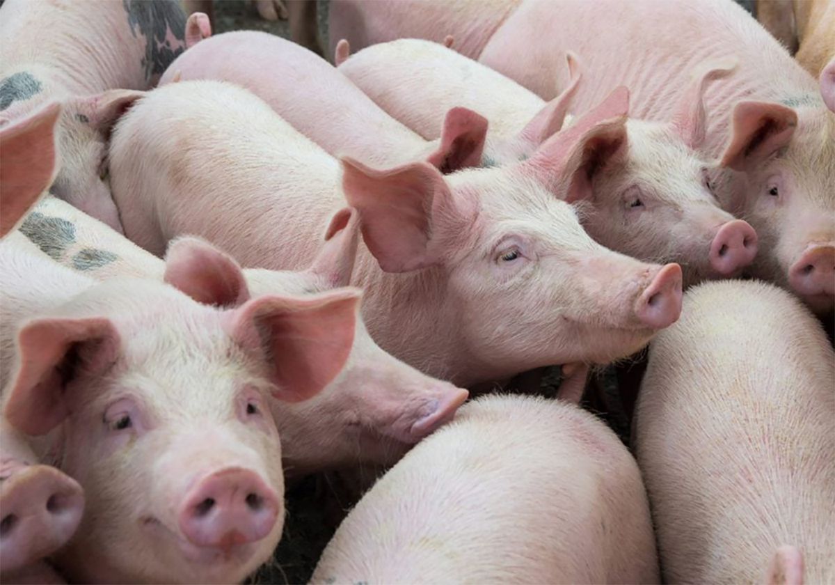 Pigs close together in an indoor pen.