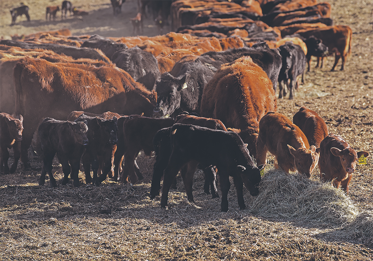 Cattle eating hay in a pasture.