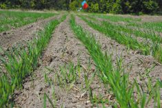 A winter wheat crop shortly after emergence.