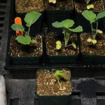 U of S grad student develops spray for frost damage prevention