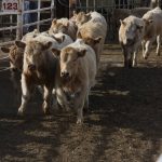 Feeder cattle running though a laneway at an auction.
