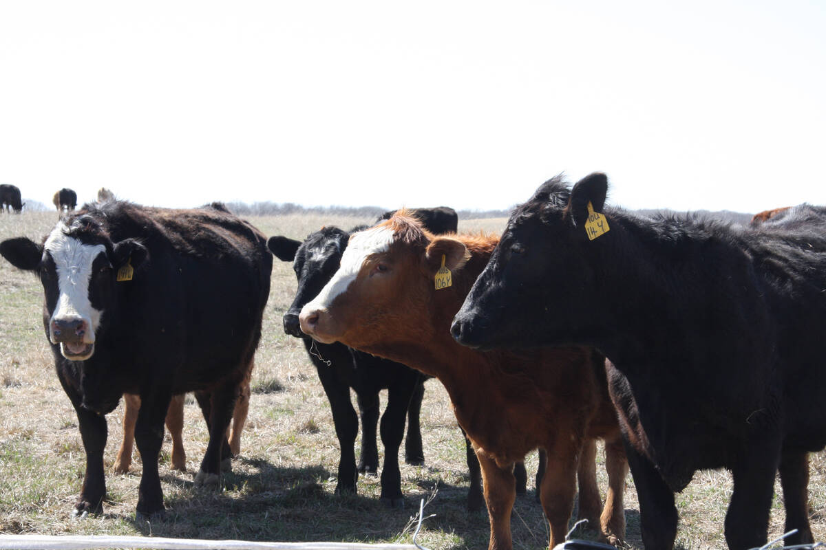 Cattle gather in an outdoor pen.