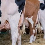 Study teases out bird flu infection trends across livestock species