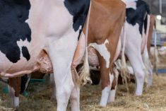 Study teases out bird flu infection trends across livestock species