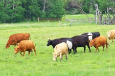 Cattle graze in a lush green pasture.