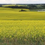 Chinese tariffs on Canadian rapeseed oil, oil cakes and pea imports, and a 25 per cent duty on Canadian aquatic products and pork are set to take effect on March 20. | File photo