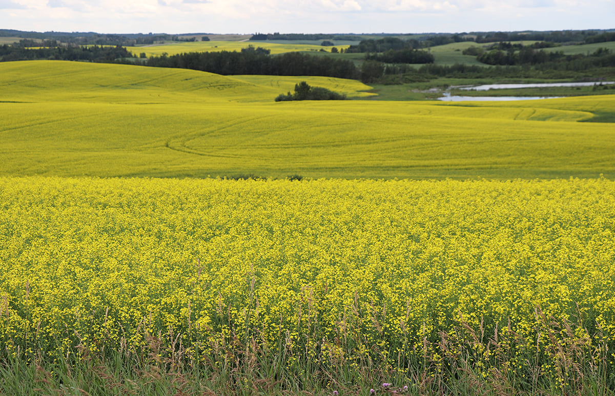 A canola field in full bloom.