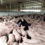 A technician wearing an N95 mask and blue latex exam gloves looks at some of the pigs in an indoor barn.