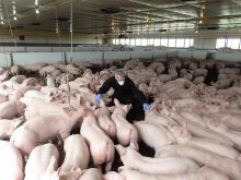 A technician wearing an N95 mask and blue latex exam gloves looks at some of the pigs in an indoor barn.