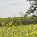 A canola field in bloom.