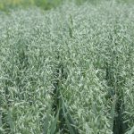 Canola could lose out as farmers’ plan for tariff