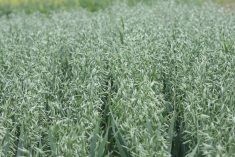 Canola could lose out as farmers’ plan for tariff