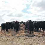 Cattle in an outdoor pen eating hay from a large round bale.