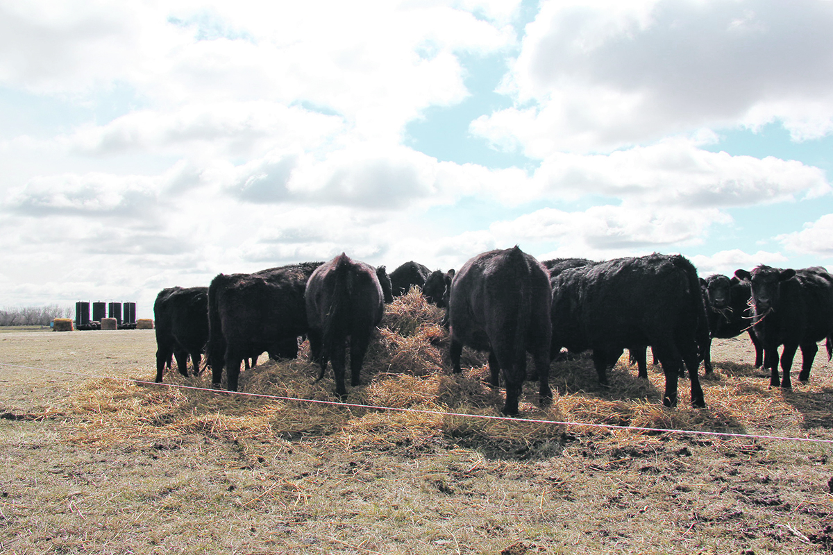 Cattle in an outdoor pen eating hay from a large round bale.