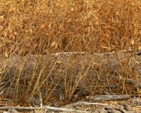 A field of lentils.