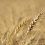 A ripe wheat plant.