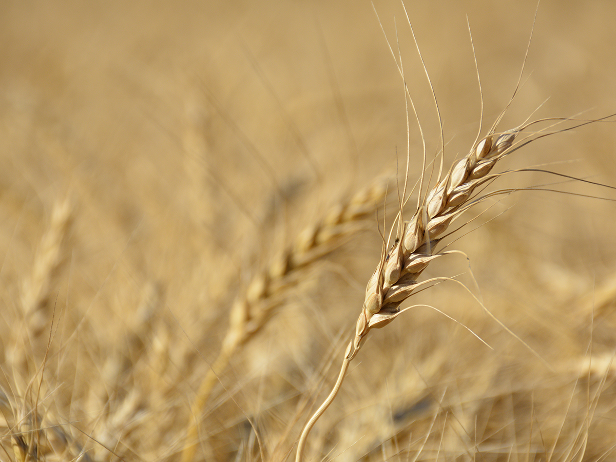 A ripe wheat plant.