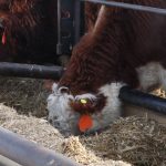 A cow buries its face in feed in a concrete bunk at a feedlot.