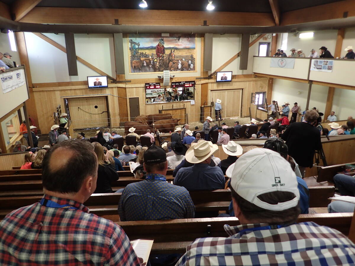 Looking over the shoulders of a couple farmers at a cattle auction.