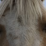 A close-up of a horse's face and forehead.